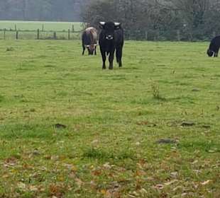 Beeindruckende Tiere