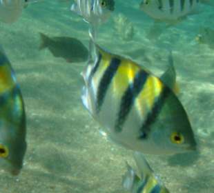 Шикарные рыбки