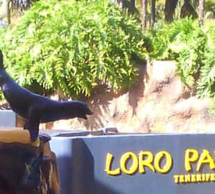 Ausflüge. Loro Park