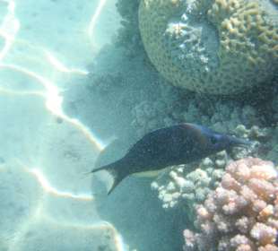 Blauer Vogellippfisch