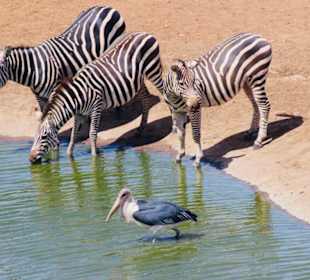 Wasserloch Saltlick Lodgeambose