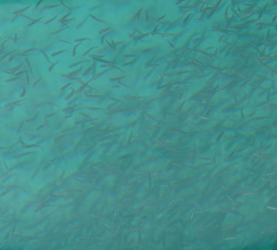 So klares Wasser mit solchen Fischschwärmen