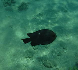 Schnorcheln Abdul Safaga