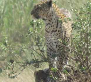 Leopart Serengeti