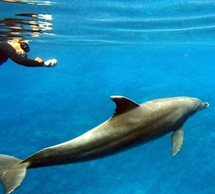 Delfine auf 50 cm Distanz!!