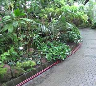 Tropicarium - Feuchte Tropen