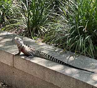 Impressionen aus dem chinesischen Garten