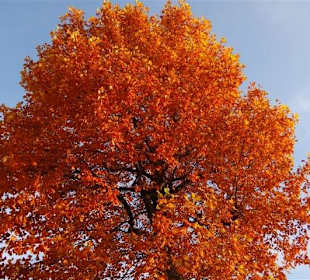 Ie Natur in den prächtigsten Farben