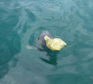 Delfin, der mir meine Tüte zurückbringt