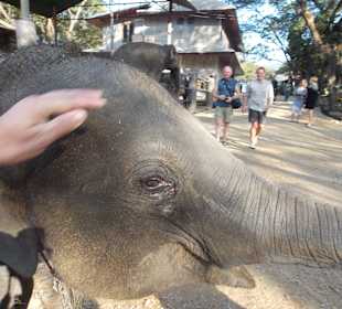 Elefantencamp Chiang Mai