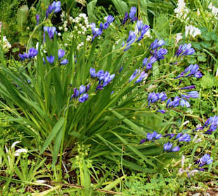 Palheiro Gardens