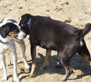 Hundestrand in Bibione