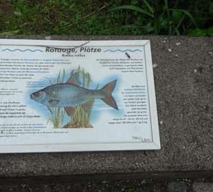 Fischlehrpfad Neu-Ulm