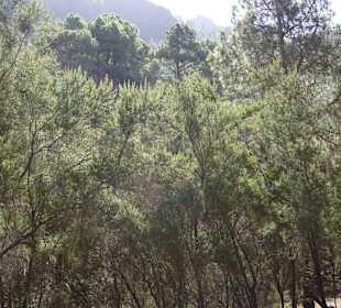 Natur