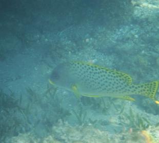 Unterwasseraufnahme am Hausriff