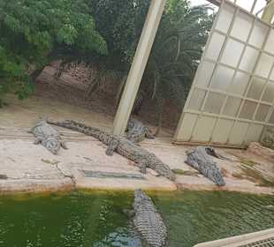 Krokodilfarm Animalia