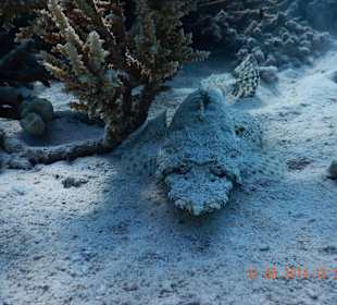 Ausflug mit Mohamed-Krokodilfisch