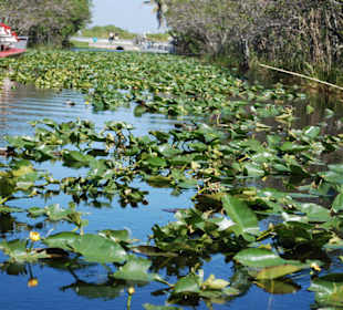 Ausflug in die Everglades