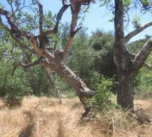 Typische Landschaft im Penasquitos Canyon