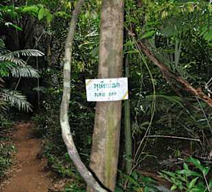 Tiger Cave Tempel (Wat Tham Sua)
