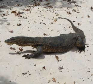 Tauchpause auf Koh Rok