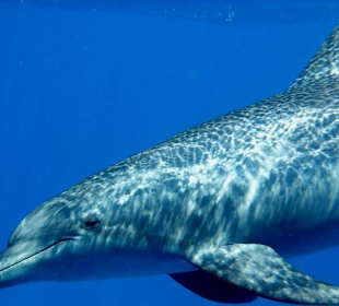 Delfine erleben mit Yasser