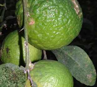 Zitrusfrüchte im Tropenhaus