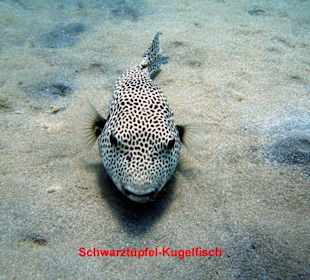 Kugelfisch