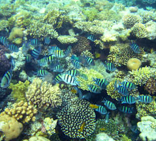 Wunderschönes Hausriff Hotel Melia Sinai