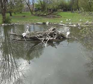 Südamaerika Bereich - Vogelpark