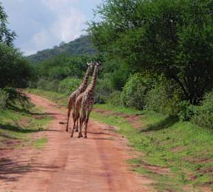 Giraffen im Tsavo West