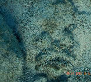 Рыба камень