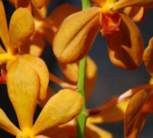 Farma orchidei