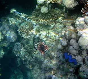 Schnorcheln von der Brücke aus
