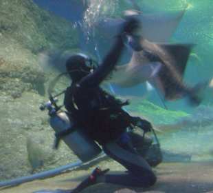 Fütterung der Rochen