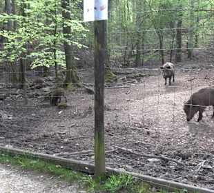 Walderlebnisweg Rottenburg