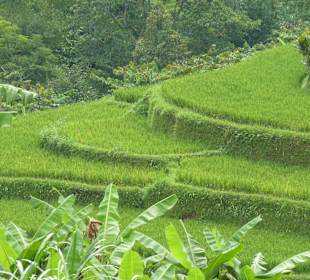 Weltkulturerbe, Reisfelder