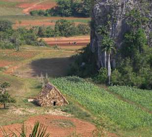 Pinar del Rio - Tabakhütte