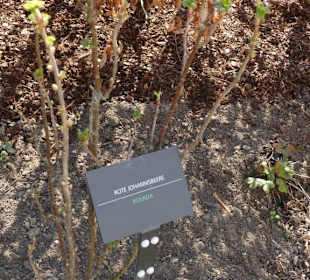 Erläuterungen der Kräuter