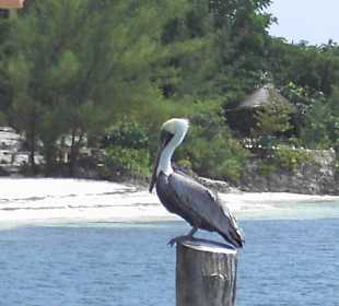 Pelikan auf Isla Mujeres