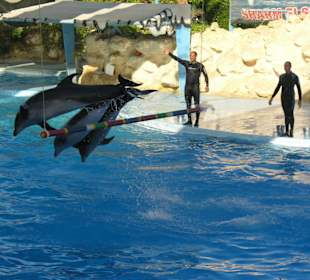 Delfinarium