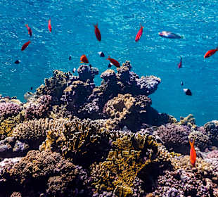 Schnorcheln Marsa Alam