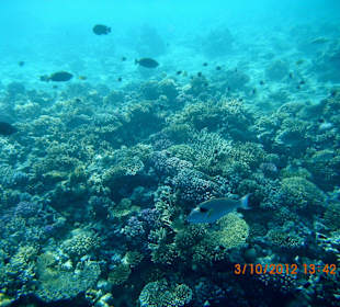 Unterwasserwelt am Hotelriff