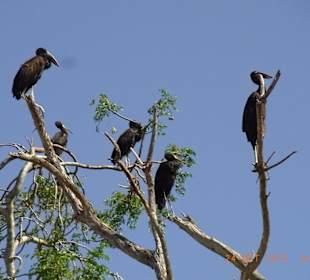 Tsavo West / - Ost / Amboselli