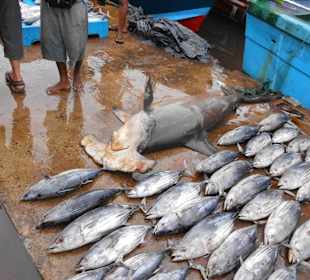 Fischmarkt vor Galle