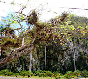 Valle de Vinales