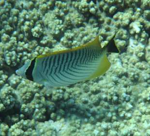 Schnorcheln Sharm El Naga