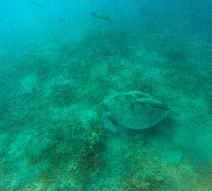 Schnorcheln Soma Bay