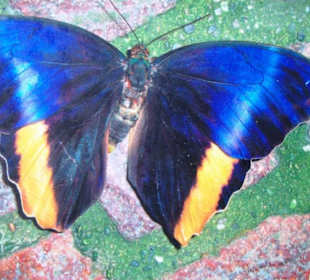 Schmetterlingshaus vom Info - Stand gemacht