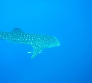 Walhai Nr.2....der Hammer !